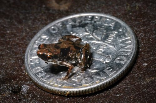 In this Aug. 2009 photo released by Louisiana State University, a frog sits on a U.S. dime in this photo taken by Louisiana State University herpetologist Christopher Austin near the Amau River in Papua, New Guinea.(AP)