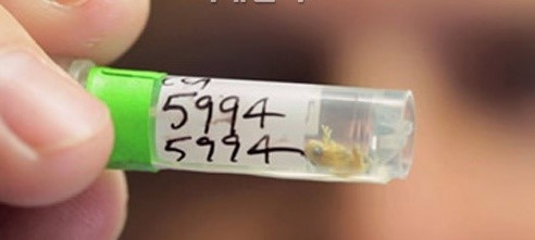 세상에서 가장 작은 척추동물은 개구리?…0.7 cm 개구리 발견