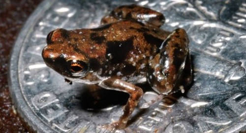 세상에서 가장 작은 척추동물은 개구리?…0.7 cm 개구리 발견
