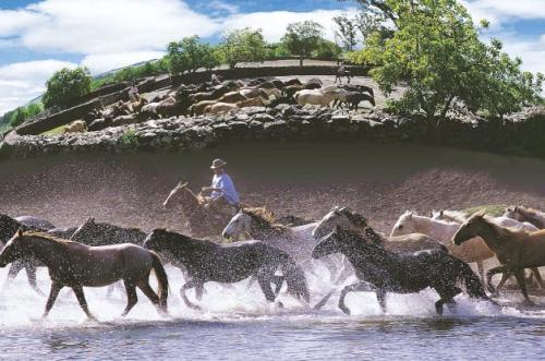 Troop of Creole horses in the Uruguayan countryside (Testoni Studios)
