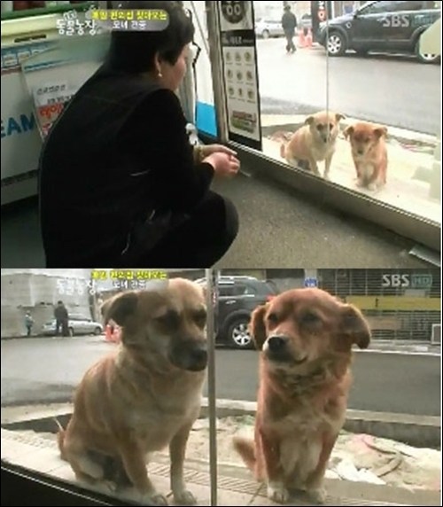 편의점 지키는 강아지 ‘화제’…두 강아지의 ‘감동 100% 이야기’