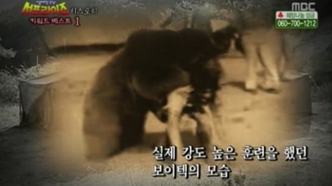 술· 담배 즐기는 ‘곰’이 1위?… 2차세계대전 참전 '보이텍'