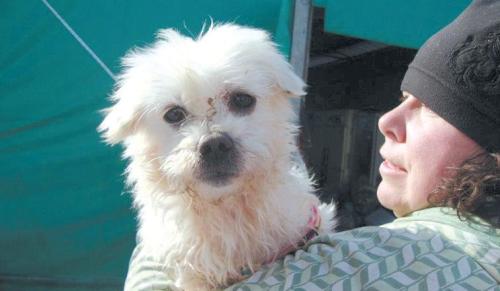 A volunteer holds a rescued dog. (Tatiana Hopps)