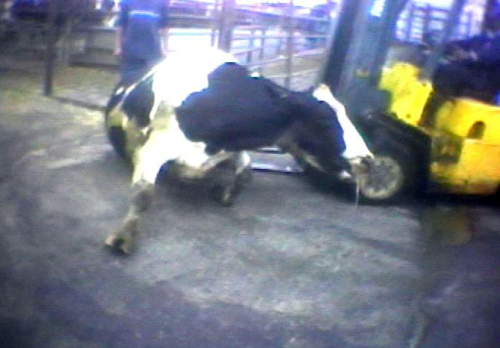 <YONHAP PHOTO-0268> FILE - In this April 22, 2010 file image from video provided by the United States Humane Society, a Hallmark Meat Packing slaughter plant worker is shown attempting to force a "downed" cow onto its feet by ramming it with the blades of a forklift in Chino, Calif. The Supreme Court has blocked a California law that would require euthanizing downed livestock at federally inspected slaughterhouses to keep the meat out of the nation's food system. In 2009, California barred the purchase, sale and butchering of animals that can't walk and required slaughterhouses to immediately kill non-ambulatory animals. (AP Photo/Humane Society of the United States, File)/2012-01-24 08:19:31/ <저작권자 ⓒ 1980-2012 ㈜연합뉴스. 무단 전재 재배포 금지.>
A Hallmark Meat Packing slaughter plant worker is shown attempting to force a “downed” cow onto its feet by ramming it with the blades of a forklift in Chino, California in this video grab. AP-Yonhap News