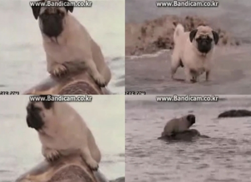 제 간은 필요 없으실 텐데…‘용궁가는 강아지와 거북이’