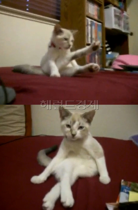 다리 꼬고 앉는 고양이 화제 ‘무심한 눈빛과 건방진 포즈’