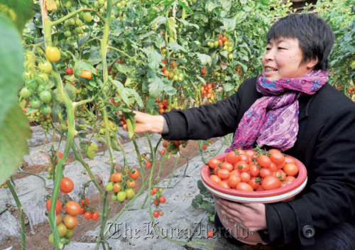 A farmer in Zouping county in East China’s Shandong province picks organic tomatoes.  China Daily