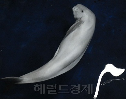 ‘멸종위기’ 상괭이 건강회복…공개