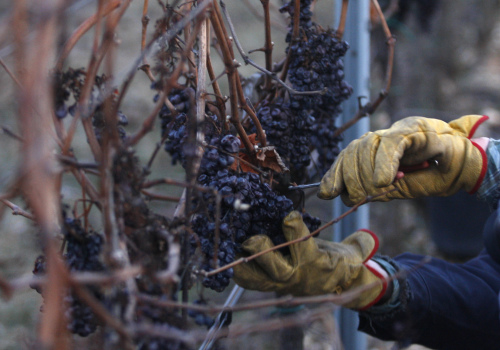 <YONHAP PHOTO-1451> In this picture taken on Wednesday, Feb. 1, 2012, man picks grapes of Pinot Noir from a vineyard near the village of Stosikovice na Louce, Czech Republic. Following an unusually warm winter Czech wine makers finally got the deep chill needed to reap grapes for Ice Wine. (AP Photo/Petr David Josek)/2012-02-06 17:42:09/ <저작권자 ⓒ 1980-2012 ㈜연합뉴스. 무단 전재 재배포 금지.>
A man picks grapes of Pinot Noir from a vineyard near the village of Stosikovice na Louce, Czech Republic, on Feb. 1.  AP-Yonhap News