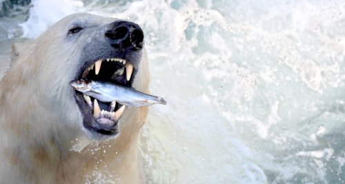 <YONHAP PHOTO-0363> A polar bear is fed with fish at the zoo in Hanover,?northern Germany, on?February 8, 2012.Temperatures plunged to new lows in Europe where last two week-long cold snap has now claimed more than 220 lives and forecasters warned that the big freeze would tighten its grip at the next time. AFP PHOTO / JULIAN STRATENSCHULTE GERMANY OUT../2012-02-09 04:05:02/ <저작권자 ⓒ 1980-2012 ㈜연합뉴스. 무단 전재 재배포 금지.>\r\n<YONHAP PHOTO-0363> A polar bear is fed with fish at the zoo in Hanover,?northern Germany, on?February 8, 2012.Temperatures plunged to new lows in Europe where last two week-long cold snap has now claimed more than 220 lives and forecasters warned that the big freeze would tighten its grip at the next time. AFP PHOTO / JULIAN STRATENSCHULTE GERMANY OUT../2012-02-09 04:05:02/ <저작권자 ⓒ 1980-2012 ㈜연합뉴스. 무단 전재 재배포 금지.>