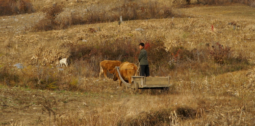 A boy drives a cart through a field near the Baekdu Daegan trail in North Korea.
Roger Shepherd