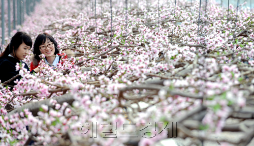 한걸음 성큼 다가온 봄  충청남도 연기군 동면에 한 복숭아 재배 농가에 복사꽃이 만개해 봄이 우리곁으로 다가오고 있음을 느끼게 하고 있다./ 안훈기자 rosedale@ 2012.02.15\r\n한걸음 성큼 다가온 봄  충청남도 연기군 동면에 한 복숭아 재배 농가에 복사꽃이 만개해 봄이 우리곁으로 다가오고 있음을 느끼게 하고 있다./ 안훈기자 rosedale@ 2012.02.15\r\n도화(桃花), 복사꽃은 무릉도원(武陵桃源)을 떠오르게 한다. 봄이 성큼성큼 다가오면서, 복숭아꽃이 만개했다. 충남 연기군의 한 복숭아 재배 농가다. 눈은 아찔하고, 코는 찡끗하다. 오히려 복사꽃 사이에 서 있는 두 여인의 모습이 어울리지 않는 듯하다.  연기=안훈 기자/rosedale@heraldm.com