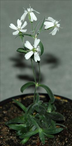 Flowers from Silene stenophylla plant, which was regenerated after 31,800 years. (PNAS-Yonhap News)