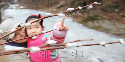 매서웠던 한파 몰래 봄이 남쪽에서 시작된 가운데 남양주시 금남리에 버들강아지가가 속살을 보이며 오는 봄을 반기고 있다.<br />이상섭 기자. babtong@heraldm.com 2012.02.21\r\n매서웠던 한파 몰래 봄이 남쪽에서 시작된 가운데 남양주시 금남리에 버들강아지가가 속살을 보이며 오는 봄을 반기고 있다.\n이상섭 기자. babtong@heraldm.com 2012.02.21\r\n겨울이 가면 봄이 오지만 헤어짐, 떠남은 항상 아쉽고 잡고 싶다. 겨울이 가는 것이 아쉬웠을까. 버들강아지가 수줍게 속살을 내보이고 있다. 겨울 눈처럼 보이기도 하다. 22일 경기도 남양주시 금남리에서 추운 겨울을 뚫고 몰래 버들강아지가 폈다.  이상섭 기자/babtong@heraldm.com