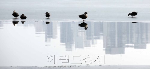 연일 포근한 봄날씨로 꽁꽁 얼어붙었던 한강이 녹고 있다. 이미 대부분의 한강은 녹았지만 서울 광진구 광장동 인근의 남아있는 얼음위로 겨울철새들이 가는 겨울이 아쉬운 듯 뒤뚱뒤뚱 발걸음을 옮기고 있다. 박해묵 기자/mook@heraldm.com\r\n연일 포근한 봄날씨로 꽁꽁 얼어붙었던 한강이 녹고 있다. 이미 대부분의 한강은 녹았지만 서울 광진구 광장동 인근의 남아있는 얼음위로 겨울철새들이 가는 겨울이 아쉬운 듯 뒤뚱뒤뚱 발걸음을 옮기고 있다. 박해묵 기자/mook@heraldm.com\r\n얼음이 ‘안녕’을 얘기하고 있다. 올해는 물러나겠다고 한다. 떠날 때를 아는 얼음. 누구는 떠날 때가 돼도 입 꾹 다물고 ‘불출마 선언’도 안한다. 더 높은 분은 “사과한다”는 말도 없다. 바보 같은 인간들. ‘사르르’ 녹는 얼음의 마음을 안다면, 저러지 못할 텐데. 겨울의 끝자락. 떠나는 얼음이 아쉬운지, 겨울 철새가 사라지는 얼음 쪽으로 날아간다. 대부분 한강은 녹았지만, 23일 서울 광진구 광장동 인근 한강은 아직 얼음이 아쉬운가보다. 그렇게 겨울이 가고 있다.  박해묵 기자/mook@heraldm.com
