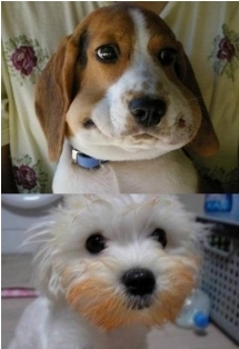 내가 안 먹었어요 “혼을 낼 수가 없어”