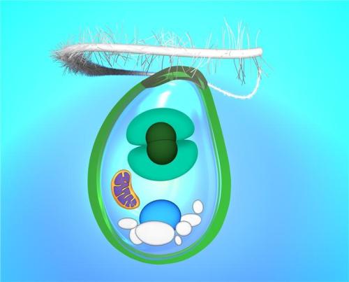 A schematic image of the "living fossil" Cyanophora paradoxa that is a member of the algal phylum Glaucophyta. (Bhattacharya Laboratory)
