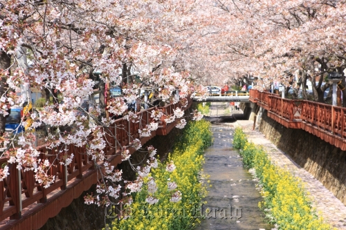 A view of a previous Jinhae Naval Port Festival. Visit Korea Committee