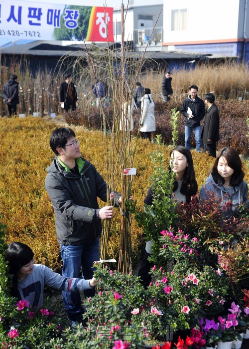 산림조합중앙회가 13일 오전 경기도 하남시 감일동 나무전시판매장을 개장해 시민들이 나무를 구경하고 있다. 산림조합은 나무심기기간(3.1~4.30) 및 제67회 식목일을 맞이하며 전국 132개소에서 각종 나무를 중간유통과정 없이 소비자에게 저렴하게 판매한다. 박해묵 기자/mook@heraldm.com\r\n산림조합중앙회가 13일 오전 경기도 하남시 감일동 나무전시판매장을 개장해 시민들이 나무를 구경하고 있다. 산림조합은 나무심기기간(3.1~4.30) 및 제67회 식목일을 맞이하며 전국 132개소에서 각종 나무를 중간유통과정 없이 소비자에게 저렴하게 판매한다. 박해묵 기자/mook@heraldm.com\r\n산림조합중앙회가 13일 오전 경기도 하남시 감일동 나무전시판매장을 개장해 시민들이 나무를 구경하고 있다. 산림조합은 나무심기기간(3.1~4.30) 및 제67회 식목일을 맞이하며 전국 132개소에서 각종 나무를 중간유통과정 없이 소비자에게 저렴하게 판매한다. 박해묵 기자/mook@heraldm.com