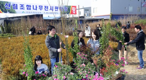 산림조합중앙회가 13일 오전 경기도 하남시 감일동 나무전시판매장을 개장해 시민들이 나무를 구경하고 있다. 산림조합은 나무심기기간(3.1~4.30) 및 제67회 식목일을 맞이하며 전국 132개소에서 각종 나무를 중간유통과정 없이 소비자에게 저렴하게 판매한다. 박해묵 기자/mook@heraldm.com\r\n산림조합중앙회가 13일 오전 경기도 하남시 감일동 나무전시판매장을 개장해 시민들이 나무를 구경하고 있다. 산림조합은 나무심기기간(3.1~4.30) 및 제67회 식목일을 맞이하며 전국 132개소에서 각종 나무를 중간유통과정 없이 소비자에게 저렴하게 판매한다. 박해묵 기자/mook@heraldm.com\r\n산림조합중앙회가 13일 오전 경기도 하남시 감일동 나무전시판매장을 개장해 시민들이 나무를 구경하고 있다. 산림조합은 나무심기기간(3.1~4.30) 및 제67회 식목일을 맞이하며 전국 132개소에서 각종 나무를 중간유통과정 없이 소비자에게 저렴하게 판매한다. 박해묵 기자/mook@heraldm.com