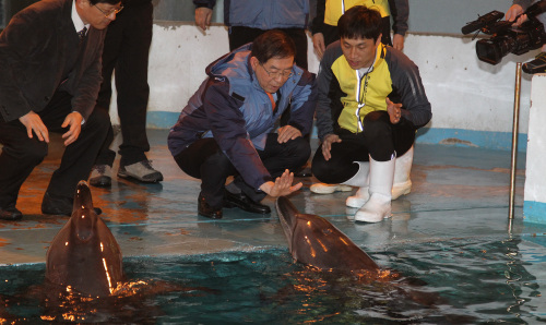 <YONHAP PHOTO-0934> 박원순 "돌고래 제주도 돌려보낸다" (과천=연합뉴스) 성연재기자 = 박원순시장이 12일 서울대공원을 방문, 불법 포획된 뒤 서울대공원에서 살고 있는 돌고래를 자연 방사하겠다는 입장을 발표한 뒤 돌고래들을 살펴보고 있다. 현재 서울동물원 돌고래 쇼에 동원되고 있는 돌고래 일부는 어민들이 불법 포획한 멸종위기 국제보호종으로 밝혀졌다. 2012.3.12 polpori@yna.co.kr/2012-03-12 15:03:59/ <저작권자 ⓒ 1980-2012 ㈜연합뉴스. 무단 전재 재배포 금지.>
Seoul Mayor Park Won-soon inspects the dolphins at Seoul Grand Park after he announced the plans to release an Indo-Pacific bottlenose dolphin back into the wild on Monday.  Yonhap News