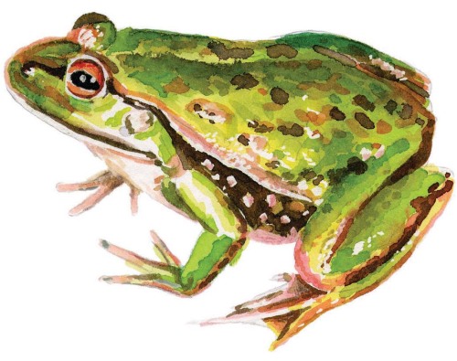 An illustration of a frog (MCT)
