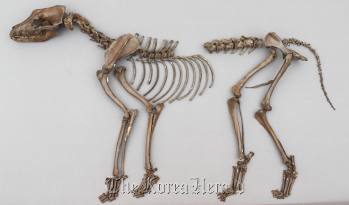 Dog bones from Unified Silla (676-935). National Museum of Korea
