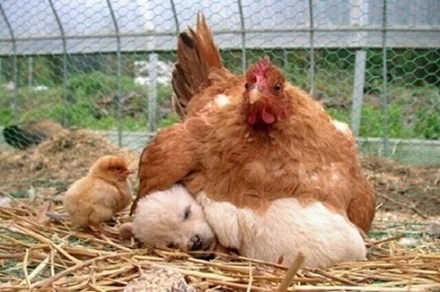 2012-03-20 21;18;02 / 개를 품은 닭 "거기가 아니라구" 폭소\r\n어미 닭이 병아리 대신 새끼 강아지를 품고 있는 모습이 담겨 있다.
