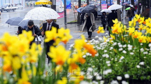 전국에 봄을 재촉하는 봄비가 내리고 있다. 23일 오전 청계천광장에 핀 봄꽃 사이로 시민들이 출근하고 있다. 기상청은 비가 그친 뒤 꽃샘추위가 다시 올 것이라고 예보했다. 박해묵 기자/mook@heraldm.com\r\n봄비 속에 노란 봄꽃이 환하게 웃고 있는 걸 시샘이라도 한 걸까. 황사가 전국을 살짝 뒤덮었다. 비가 그치면 꽃샘추위까지 올 예정이다. 황사가, 꽃샘추위가 와도 봄은 온다. 출근길을 재촉하는 직장인들은 우산에 가려 봄꽃을 볼 겨를도 없다. 하지만 그들의 마음에도 봄은 온다, 사랑이 오듯. 23일 서울 청계광장에 봄을 재촉하는 봄비가 내리고 있다. 　박해묵 기자/mook@