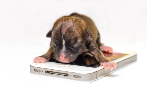 A female Dachshund mix "Beyonce" on top of an iPhone. (AP-Yonhap News)