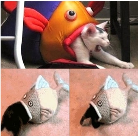 고양이 잡아먹는 물고기\r\n　‘고양이 잡아먹는 물고기’가 네티즌들 사이에서 화제다.