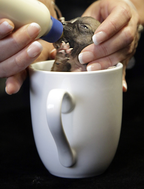 <YONHAP PHOTO-0035> Beyonce, a Dachshund puppy vying for the title of World's Smallest Dog, is fed in a coffee cup, during an interview on Wednesday, March 28, 2012 in New York. Animal rescuers in Northern California say Beyonce was so small at birth that she could fit into a spoon. (AP Photo/Bebeto Matthews)/2012-03-29 03:26:46/ <저작권자 ⓒ 1980-2012 ㈜연합뉴스. 무단 전재 재배포 금지.>\r\n<YONHAP PHOTO-0035> Beyonce, a Dachshund puppy vying for the title of World's Smallest Dog, is fed in a coffee cup, during an interview on Wednesday, March 28, 2012 in New York. Animal rescuers in Northern California say Beyonce was so small at birth that she could fit into a spoon. (AP Photo/Bebeto Matthews)/2012-03-29 03:26:46/ <저작권자 ⓒ 1980-2012 ㈜연합뉴스. 무단 전재 재배포 금지.>