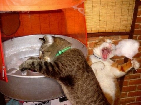 `솜사탕집 고양이’라는 제목으로 올라 온 이 사진은 고양이 2마리가 등장해 솜사탕 제조기 앞에서 장난을 치는 모습이 등장했다.