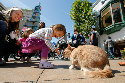 Kaia Yang, 1, and her mother Hannah (left) greet Vito Vincent, a 5-year-old ginger and white tabby, during a visit to The Grove shopping center in Los Angeles, California, on March 19. Vito Vincent belongs to Michael LeCrichia, 42, who moved with the cat from New York in hopes that his pet will make it in Hollywood as an animal star. (Mel Melcon/Los Angeles Times/MCTeye)