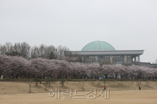 여의도벚꽃