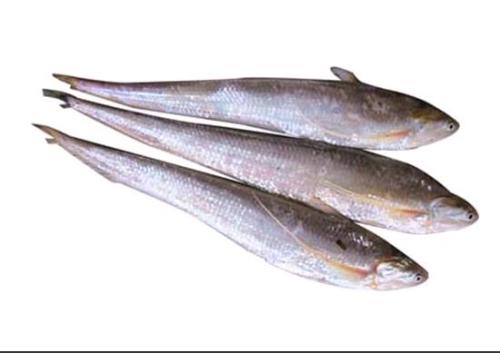 창장갈치(생선)500g에 무려 143만원에 팔려