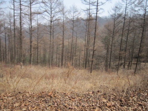 Part of the forest Sohn Chang-geun has donated   KFS