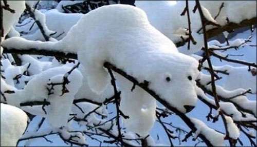 자연이 만든 백곰