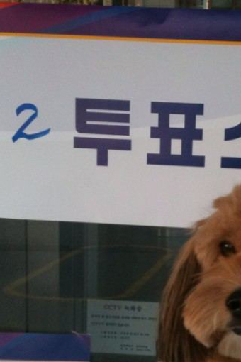 투표
