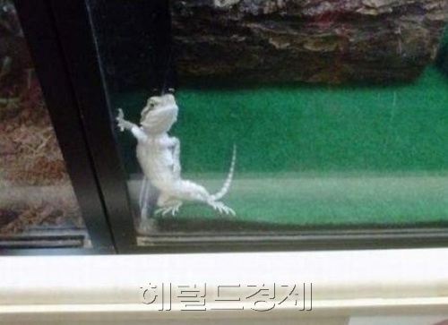 도마뱀 / 아가씨 시간 있나? 거부할 수 없는 도마뱀의 유혹