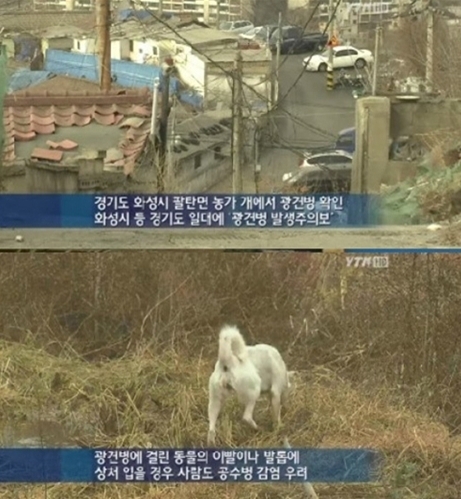 경기 광견병 주의보, 긴급방역에 나서
