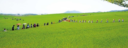 Green barley field in Gochang, North Jeolla Province  (Gochang County)