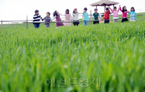 봄기운에 땅에서 자라나고 있다.   청보리밭 축제를 일주일여 앞둔 12일 전라북도 고창 학원농장 내 청보리밭에 봄햇살이 내리 쬐고 있다. 따뜻한 봄기운에 현장학습차 나온 선동 초등학교 학생들이 파릇파릇 돋아난 보리밭길을 걸으며 즐거운 시간을 보내고 있다./ 안훈기자 rosedale@ 2012.04.12
봄기운에 땅에서 자라나고 있다.   청보리밭 축제를 일주일여 앞둔 12일 전라북도 고창 학원농장 내 청보리밭에 봄햇살이 내리 쬐고 있다. 따뜻한 봄기운에 현장학습차 나온 선동 초등학교 학생들이 파릇파릇 돋아난 보리밭길을 걸으며 즐거운 시간을 보내고 있다./ 안훈기자 rosedale@ 2012.04.12
잠시 일손을 놓습니다. MP3에 가곡 ‘보리밭’을 플레이시킵니다. 보리밭길을 걸어봅니다. 봄기운이 참 좋습니다. 노래가 나옵니다. “보리밭 사잇길로 걸어가면. 뉘 부르는 소리 있어. 발을 멈춘다. 옛 생각이 외로워. 휘파람 불며. 고운노래 귓전에 들려온다.” 도심에서 볼 수 없는 보리밭. 그 길을 걸어봅니다. 전라북도 고창 학원농장 내 청보리밭에 현장학습을 하러 온 선동초등학교 학생들이 즐거운 나들이를 하고 있다.  안훈 기자/rosedale@