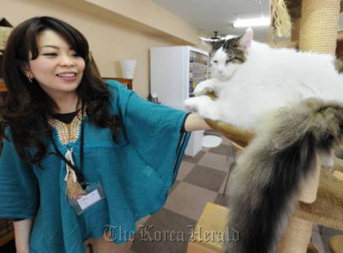 A young Japanese woman plays with a cat at a neko cafe in Tokyo.      AFP