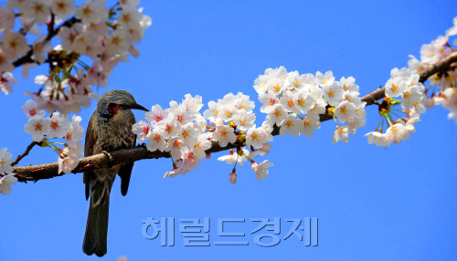 연일 포근한 봄날씨를 보이고 있다. 17일 오전 광진구 쉐라톤워커힐호텔 인근 벚꽃나무 위에서 직박구리 한 마리가 봄햇살에 잘 익은 꿀을 먹고 있다. 박해묵 기자/mook@heraldm.com
연일 포근한 봄날씨를 보이고 있다. 17일 오전 광진구 쉐라톤워커힐호텔 인근 벚꽃나무 위에서 직박구리 한 마리가 봄햇살에 잘 익은 꿀을 먹고 있다. 박해묵 기자/mook@heraldm.com
21일 새벽부터 전국적으로 비가 온다. 바람도 강할 것으로 예상된다. 올봄은 다소 늦어져 벚꽃ㆍ개나리ㆍ목련 등이 동시에 피었다. 비가 오면 이 꽃들은 진다. 주말이 지나 꽃잎이 떨어지면 1년 후에나 봄꽃 구경을 할 수 있다. 20일 오전 서울 광진구 쉐라톤워커힐호텔 인근 벚꽃나무 위에 직박구리 한 마리가 자리를 잡았다. 아침식사 대용일까? 직박구리가 꿀물을 마시고 있는 듯한 모습에 저절로 카메라 셔터가 작동했다. 파란 하늘, 팝콘 같은 흰색 벚꽃, 분홍빛 꽃수술, 그리고 잿빛을 띤 어두운 갈색의 직박구리. 환상의 어울림이며 자연이 만들어 놓은 한 폭의 그림이다. 그냥 눈과 마음에 담아두기엔 아쉽다. 박해묵 기자/mook@heraldm.com