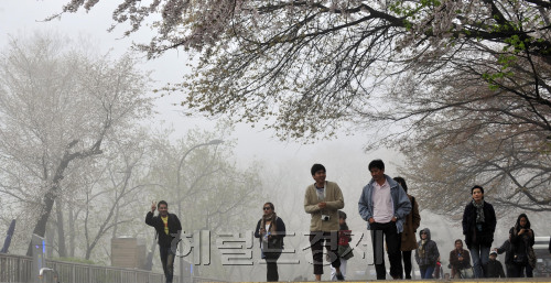 비가 그치고 짙은 안개가 낀 23일 오전 서울 중구 남산에서 외국 관광객들이 벚꽃과 어우러진 안개속을 걸으며 멋진 풍경을 즐기고 있다.<br />김명섭 기자 msiron@
비가 그치고 짙은 안개가 낀 23일 오전 서울 중구 남산에서 외국 관광객들이 벚꽃과 어우러진 안개속을 걸으며 멋진 풍경을 즐기고 있다.
김명섭 기자 msiron@
비가 온 뒤 날이 포근해지면서 서울 및 경기권 일대에 안개가 자욱하다. 운전자들에게는 불편한 안개지만, 외국인 관광객들에게는 마치 신천지(新天地)를 걷는 듯 한 느낌을 준다. 23일 오전 서울 중구 남산을 걷는 외국인 관광객들의 얼굴에 미소가 꽉 차있다. 김명섭 기자/msiron@heraldm.com