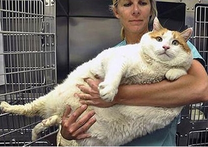18kg 뚱보 고양이 “고양이 맞다구요”