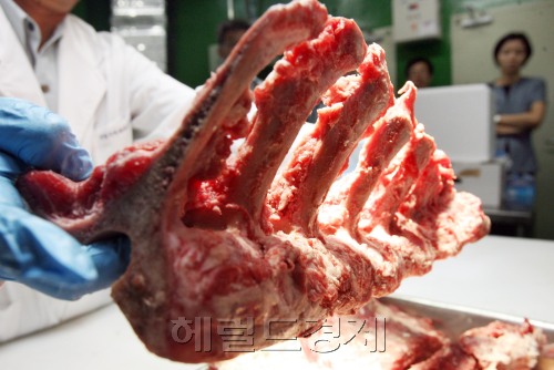 지난달 29일 수입된 미국산 쇠고기 18.7t, 천176상자를 검역한 결과 1상자에서 현행 수입위생조건상 특정위험물질인 척추뼈가 발견됨에 따라 검역이 전면 중단됐다. 2일 안양 국립수의과학검역원에서 발견된 척추뼈를 검사하고 있다.<br />/김명섭기자 msiron@ 2007.08.02