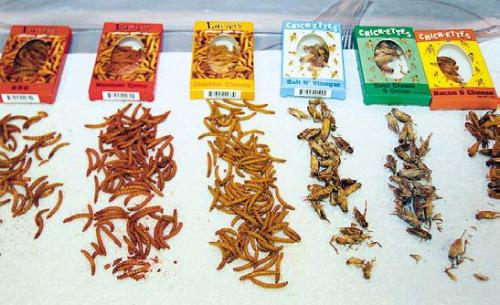 The dining’s fine at Caf Insecta