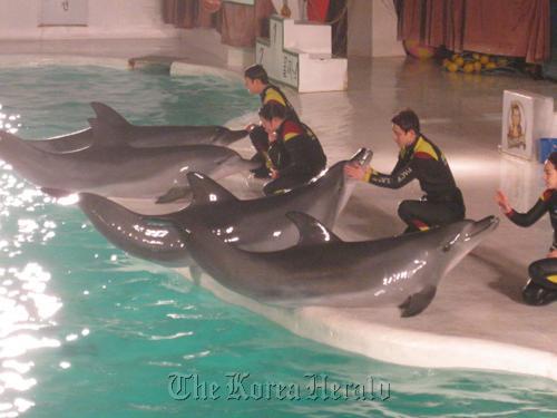 Pacific Land’s dolphins pose on the performance stage with their trainers.   Yonhap News
Pacific Land’s dolphins pose on the performance stage with their trainers.   Yonhap News